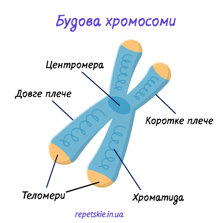 Теломери, старіння і мозок: чому здорові звички сильніші за гени
