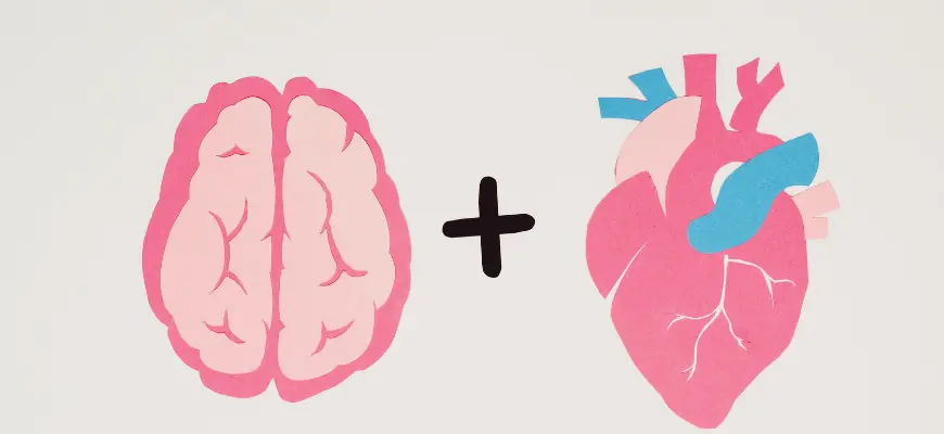 Як стан серця і судин впливає на мозок?