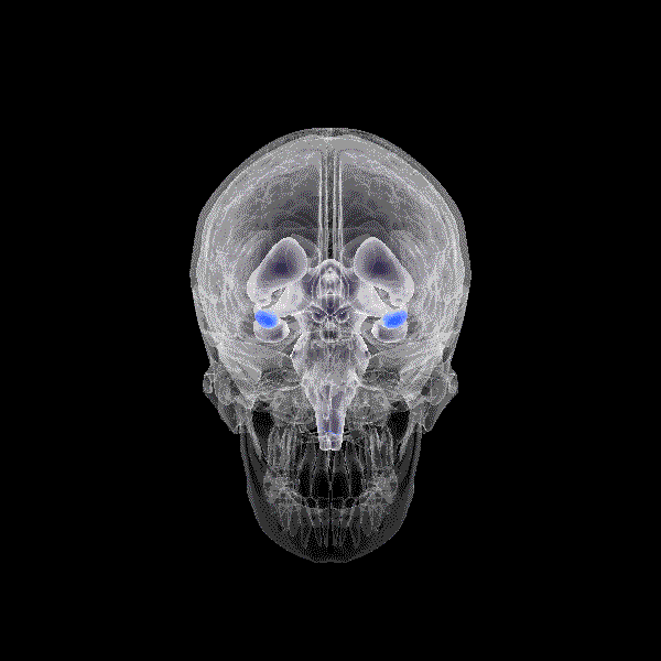 Мигдалеподібне тіло і його роль у розвитку тривожних розладів