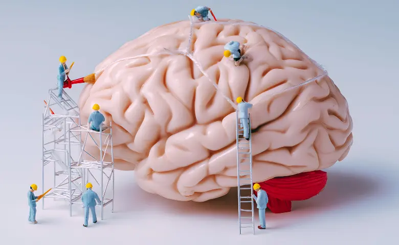 Четвертий етап розвитку мозку: 66–83 роки