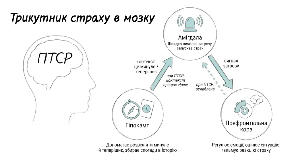 Схема мозку при ПТСР: амігдала, гіпокамп і префронтальна кора у трикутнику страху та їхня роль у реакції на травму